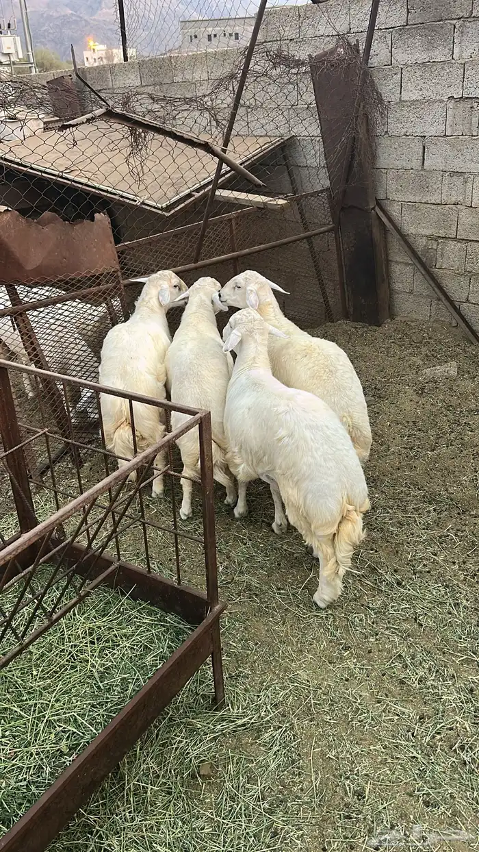 طليان ذبائح للبيع سمينه وممتازة على السوم 0