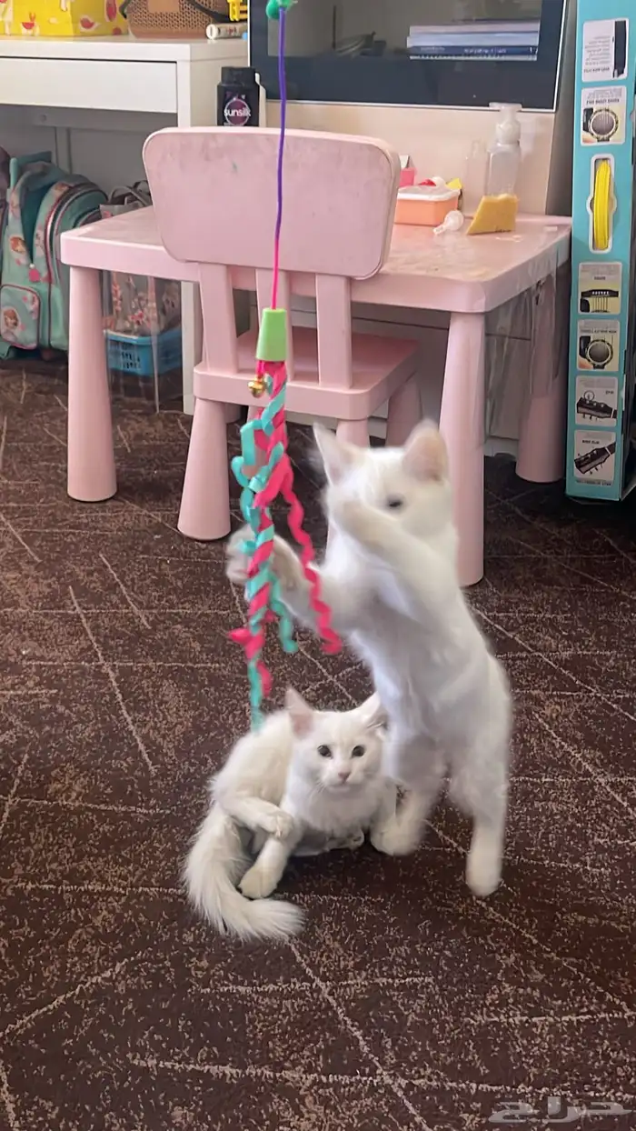 بسه صغيره تؤام ابيض تلعب وتركض نشيطه للبيع 3