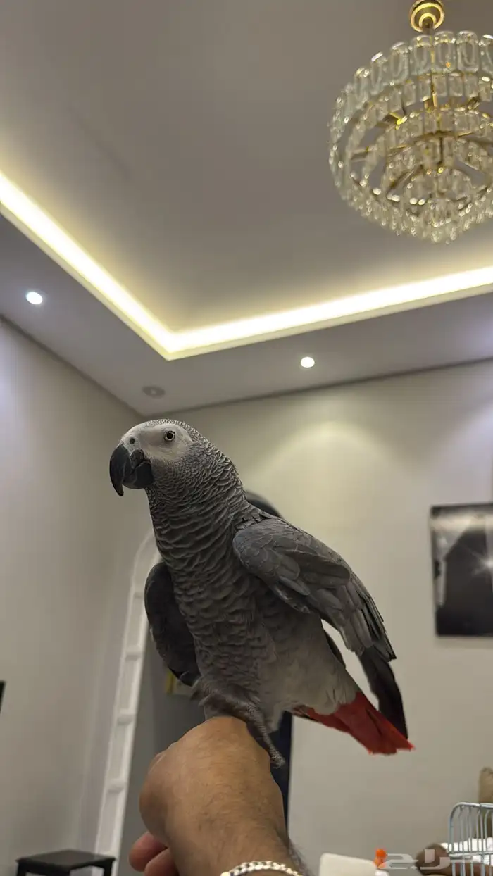 كاسكو متكلم على اليد 3