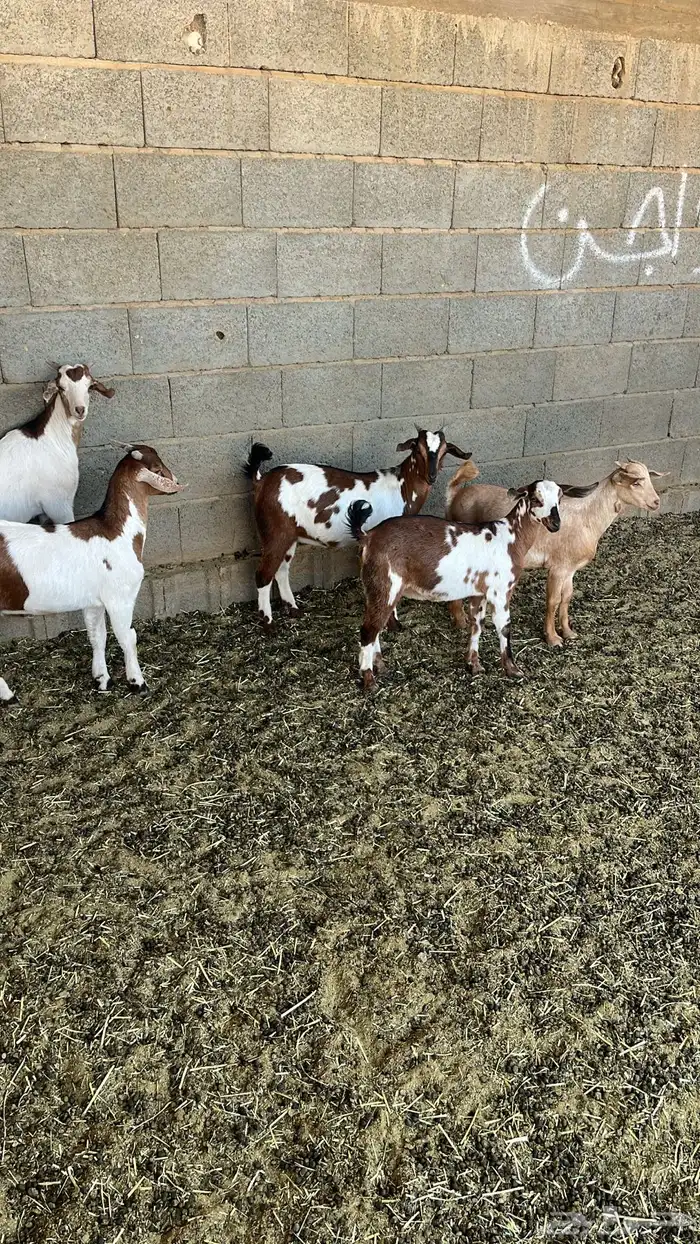 4 تيوس و عناق 1 1