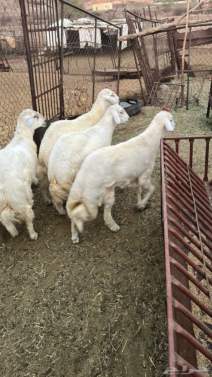 طليان ذبائح للبيع سمينه وممتازة على السوم 1