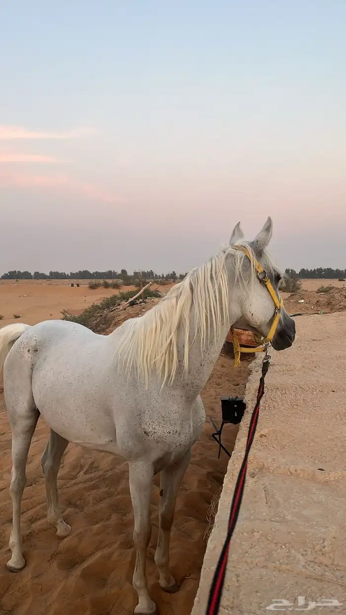 فرس شعبي لقاح ثمانيه شهور 0