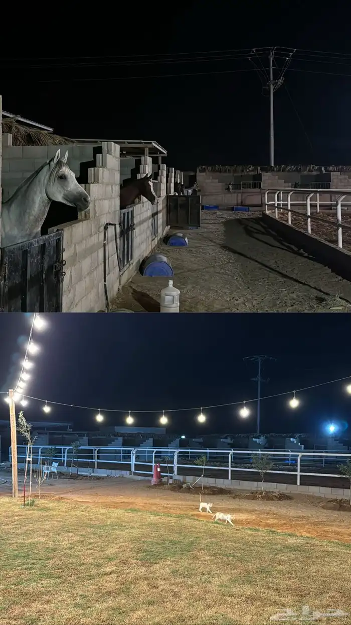 اسطبل ومربط الرحابه للايواء 3