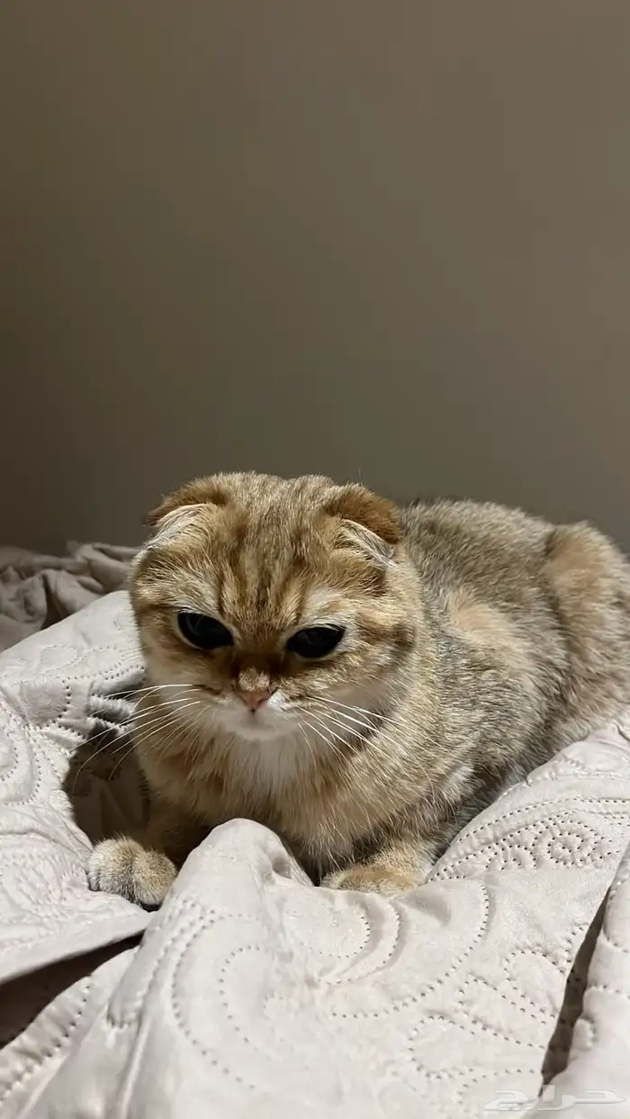 قطه سكوتش 8 شهور 0