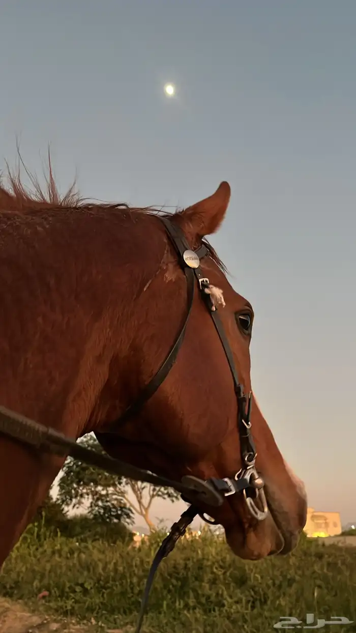 حصان انجليزي 2