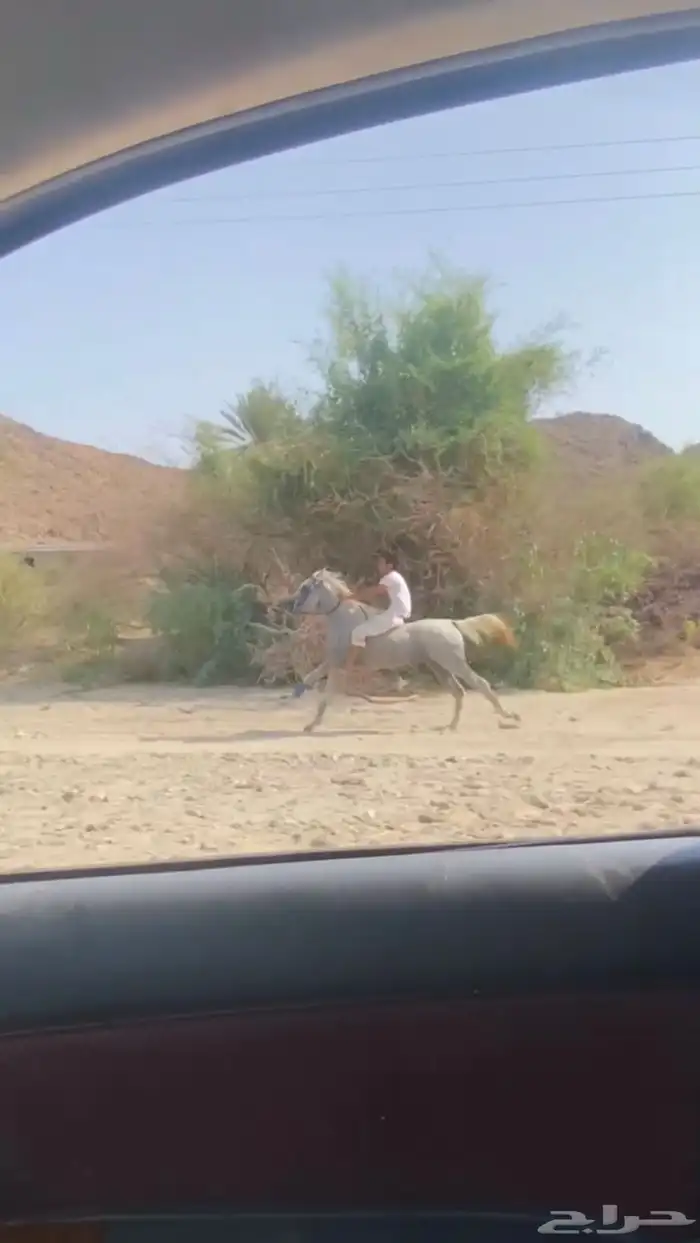 خيل شعبي 4