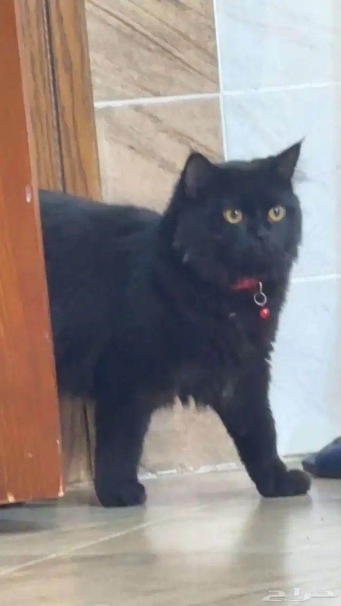 قط ضايع ب قارا 0