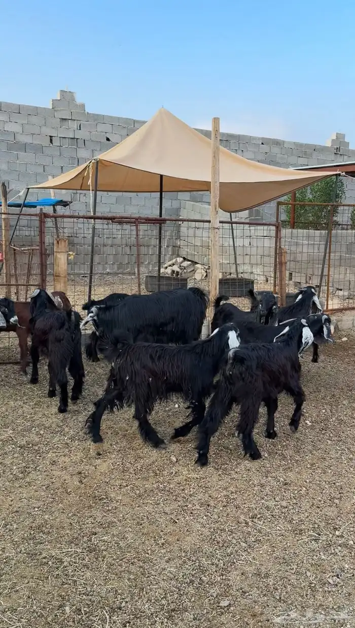 طليان وتيوس مخاصي و سواكن ذبائح للبيع كاش وتمارا مع الذبح و 11