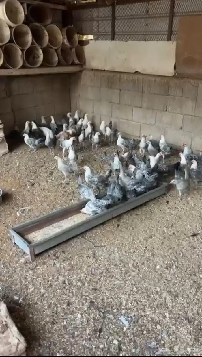 فروخ فيومي 1