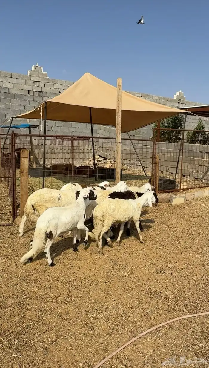 طليان وتيوس مخاصي و سواكن ذبائح للبيع كاش وتمارا مع الذبح و 19