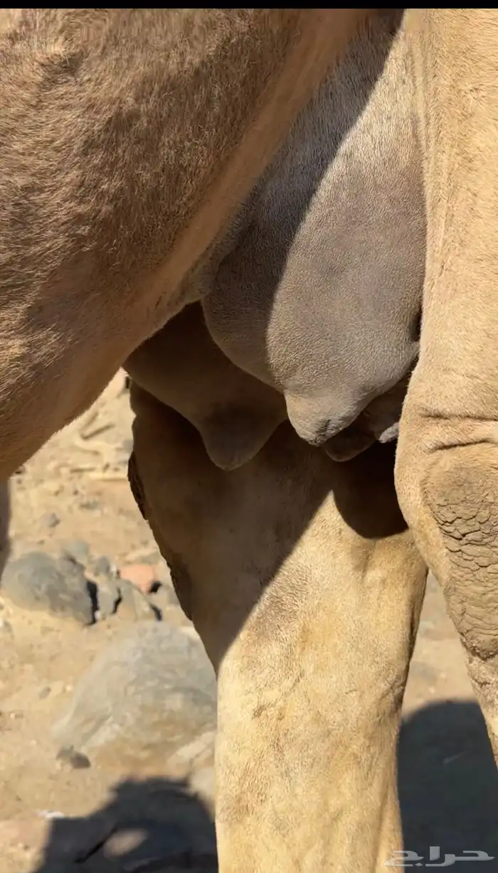 للبيع خلفتين عليها 3