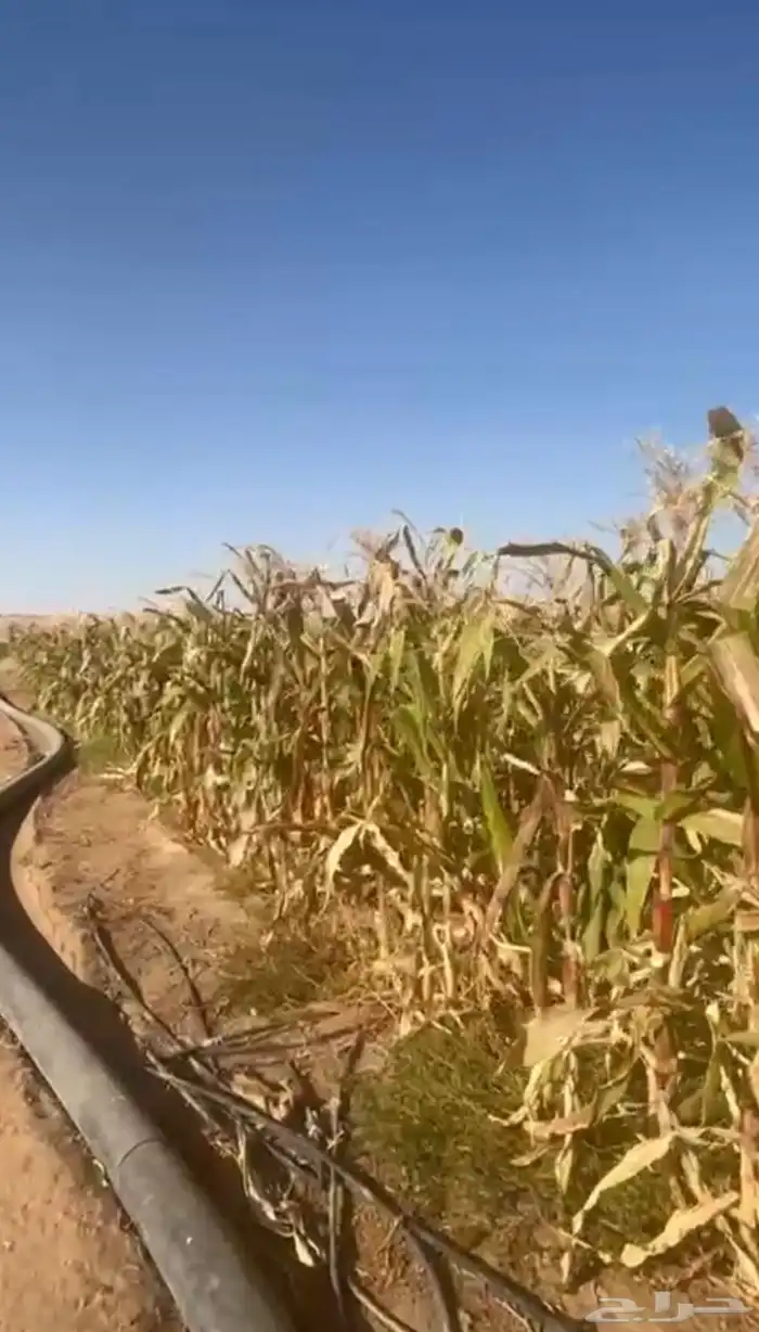 علف للبيع أعلاف ذره 2