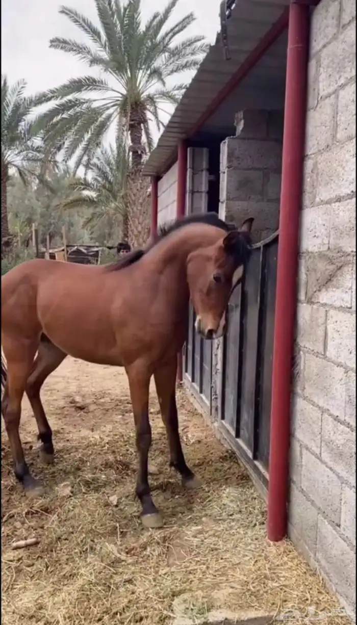 مهره ومهر للبيع 3