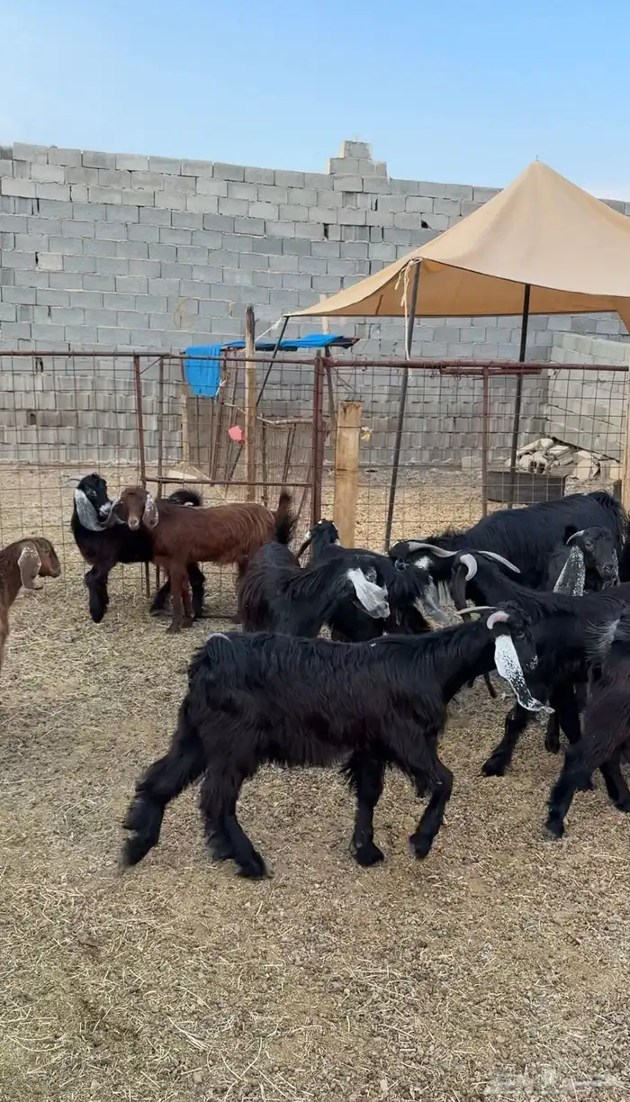 طليان وتيوس مخاصي و سواكن ذبائح للبيع كاش وتمارا مع الذبح و 8