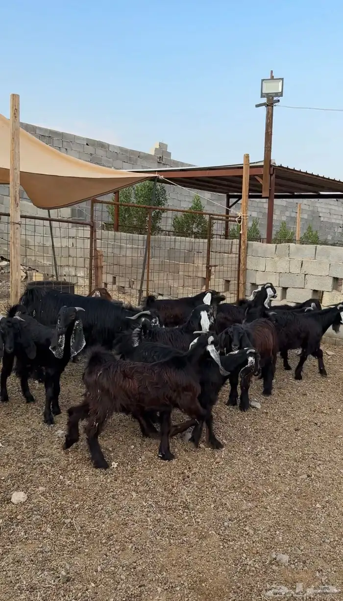 طليان وتيوس مخاصي و سواكن ذبائح للبيع كاش وتمارا مع الذبح و 10