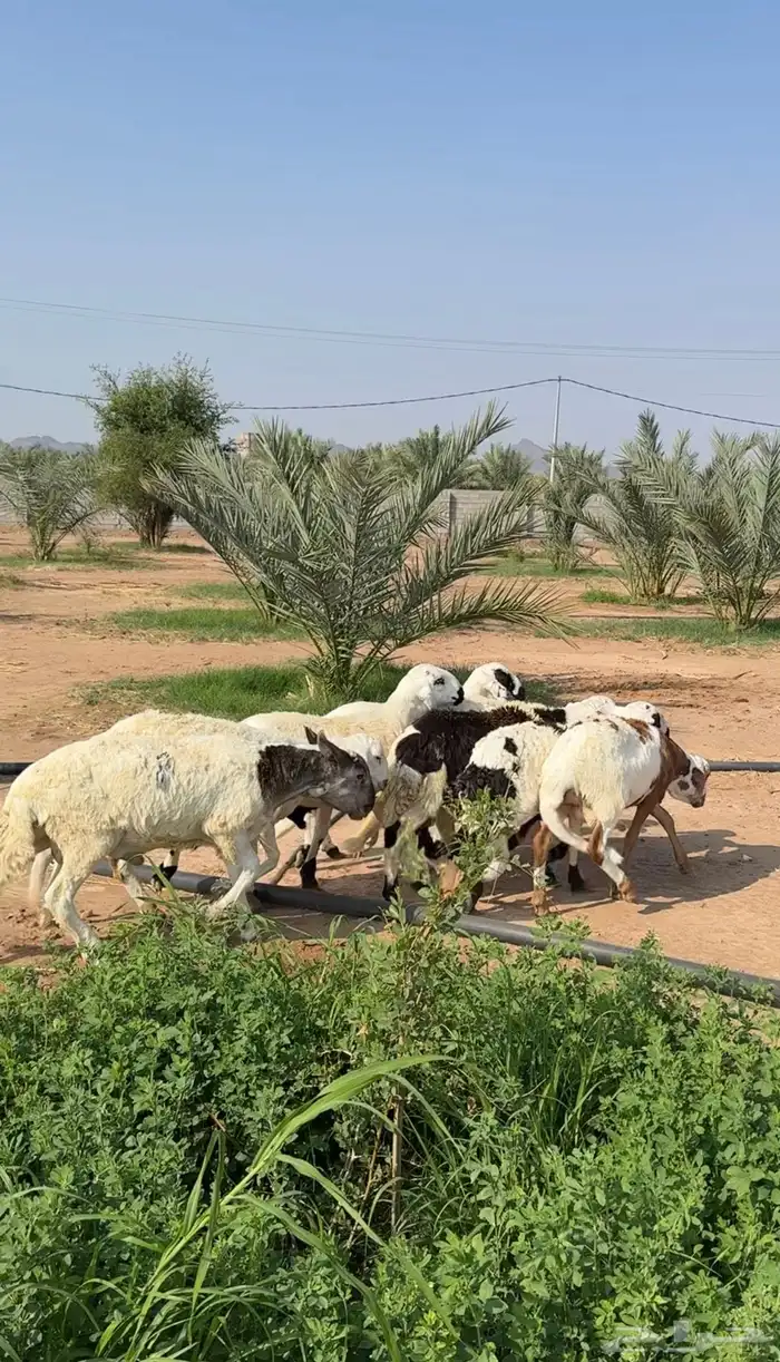 طليان وتيوس مخاصي و سواكن ذبائح للبيع كاش وتمارا مع الذبح و 24