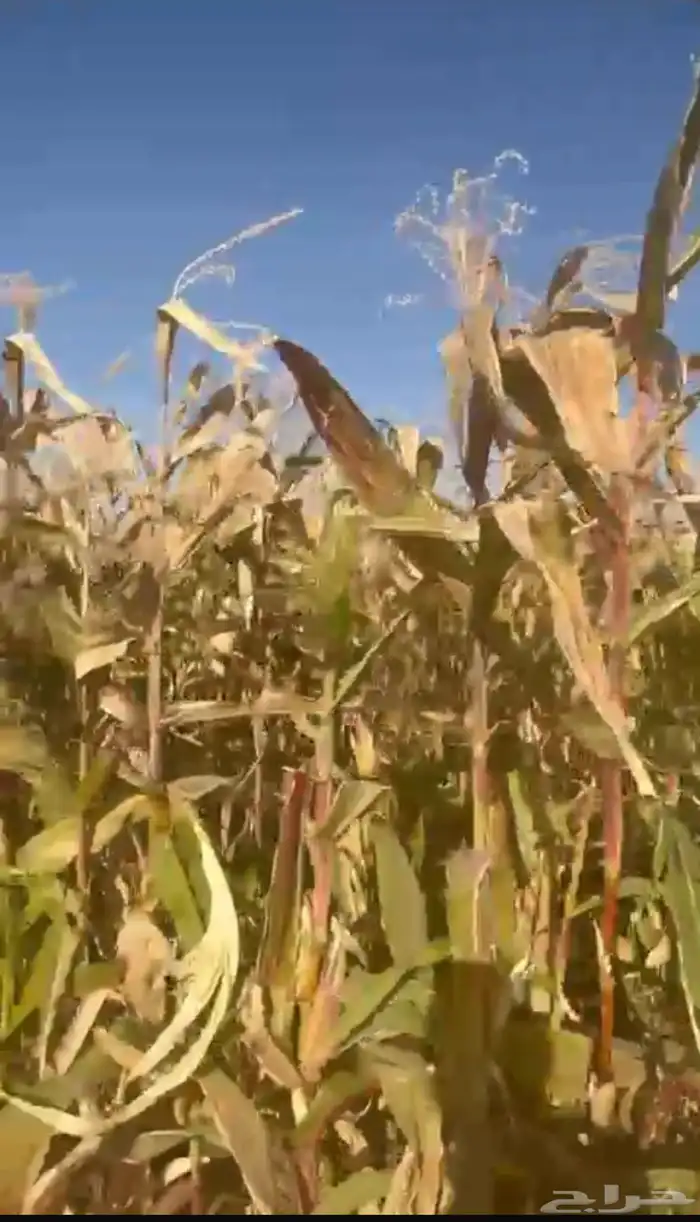 علف للبيع أعلاف ذره 3