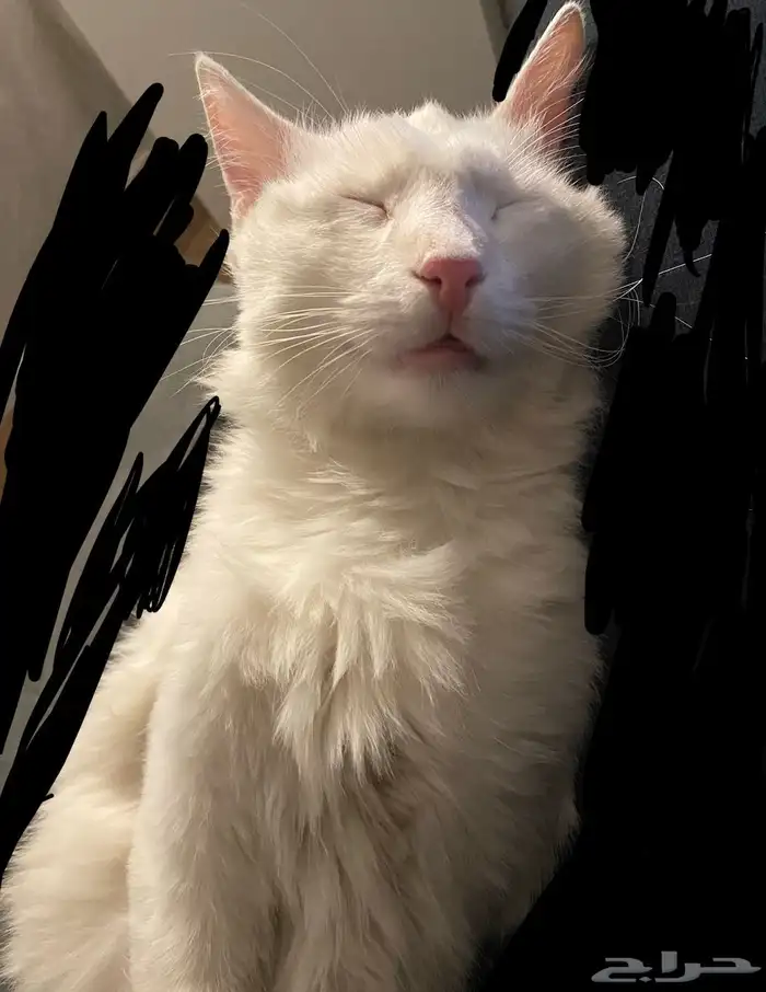 قطط للتبني 5