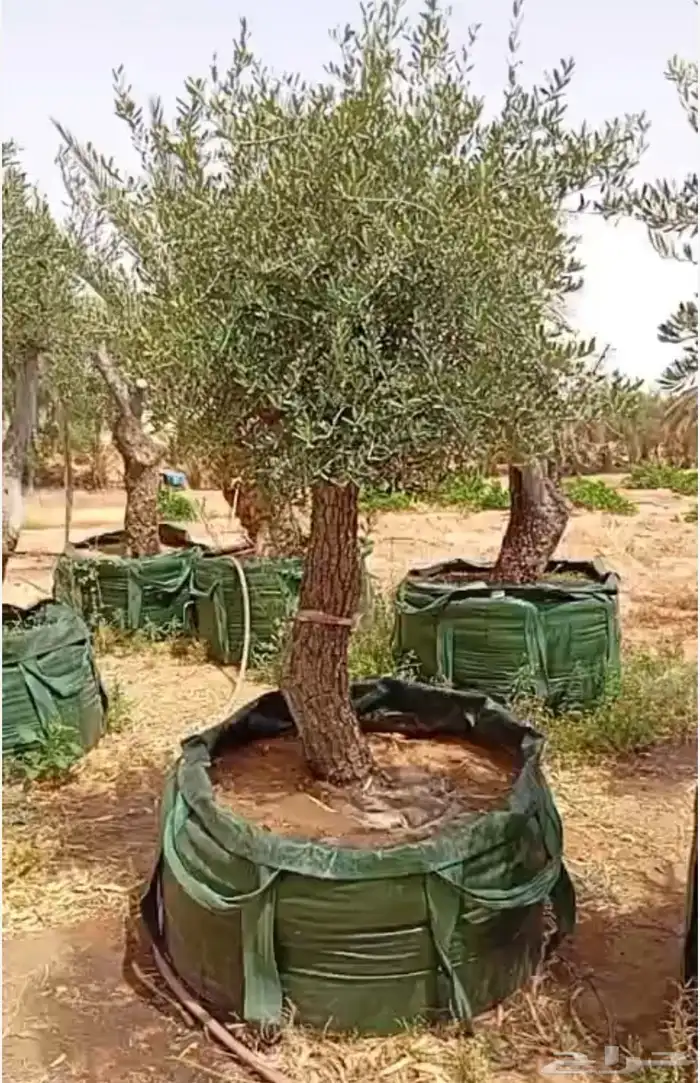 شجره زيتون جميع انواعه وحجامه ومقاسته 8