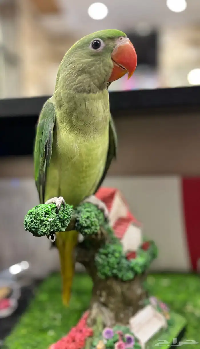 فرخ دره نيبالي 1