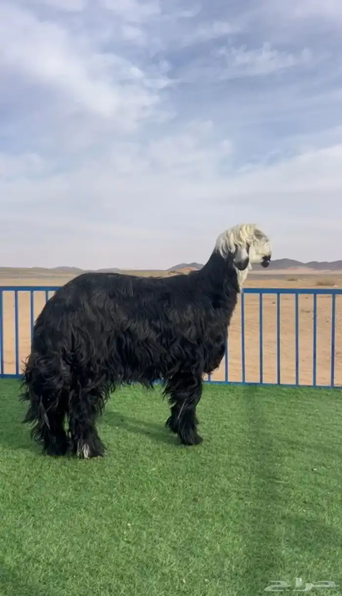 طليان نجد صنف 3