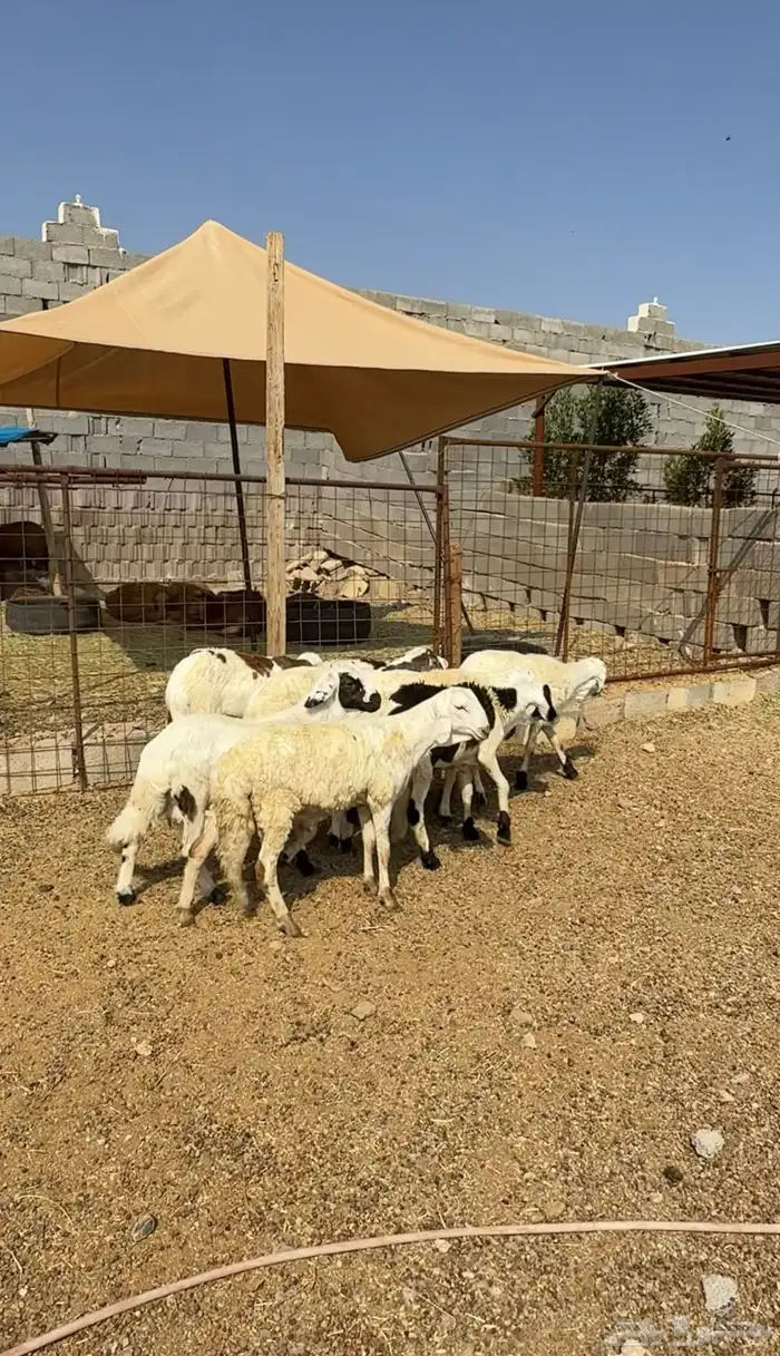 طليان وتيوس مخاصي و سواكن ذبائح للبيع كاش وتمارا مع الذبح و 18