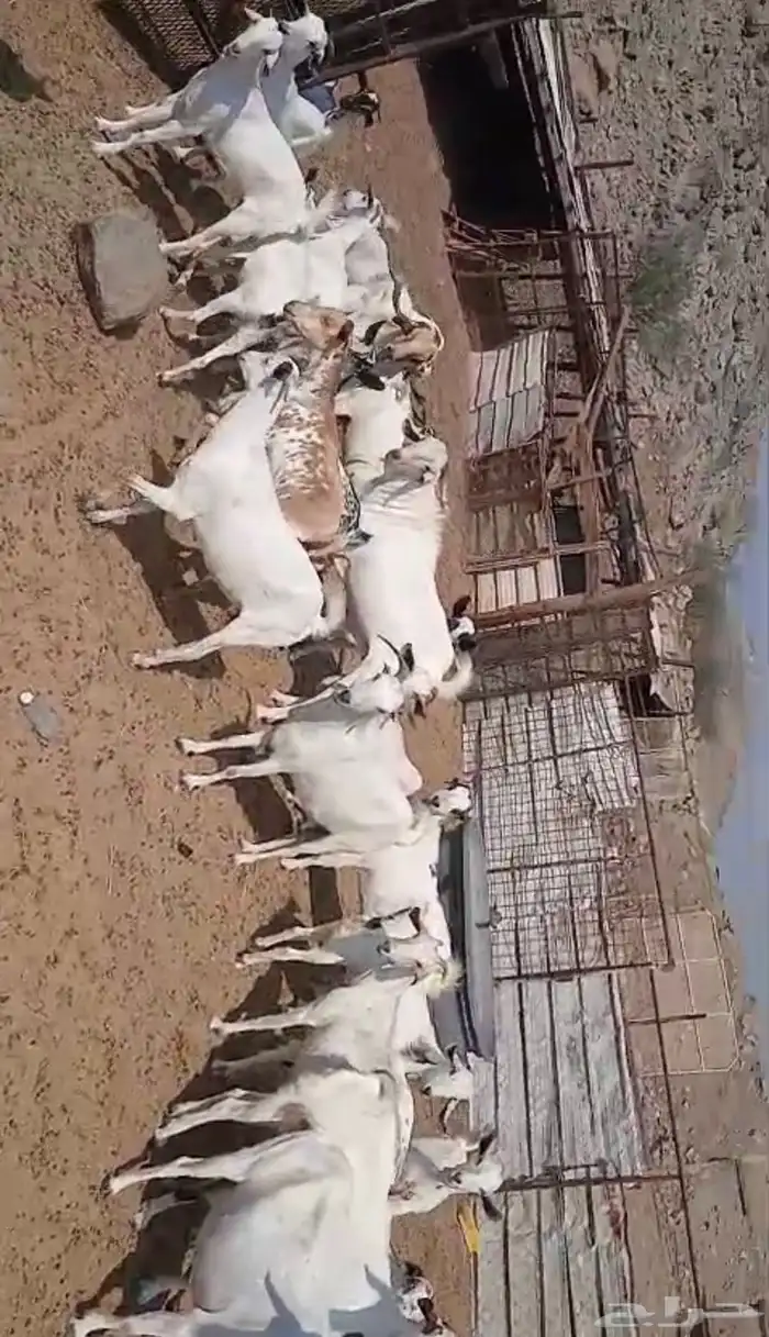 غنم للبيع معزا 0