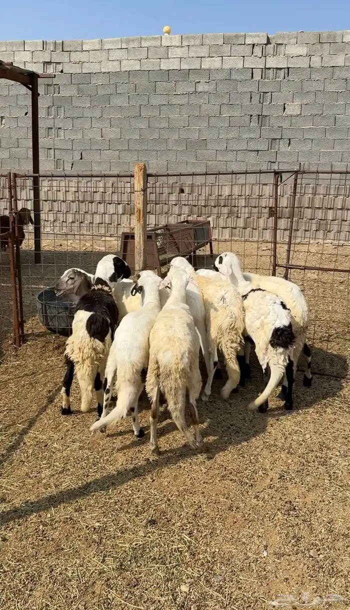 طليان وتيوس مخاصي و سواكن ذبائح للبيع كاش وتمارا مع الذبح و 20