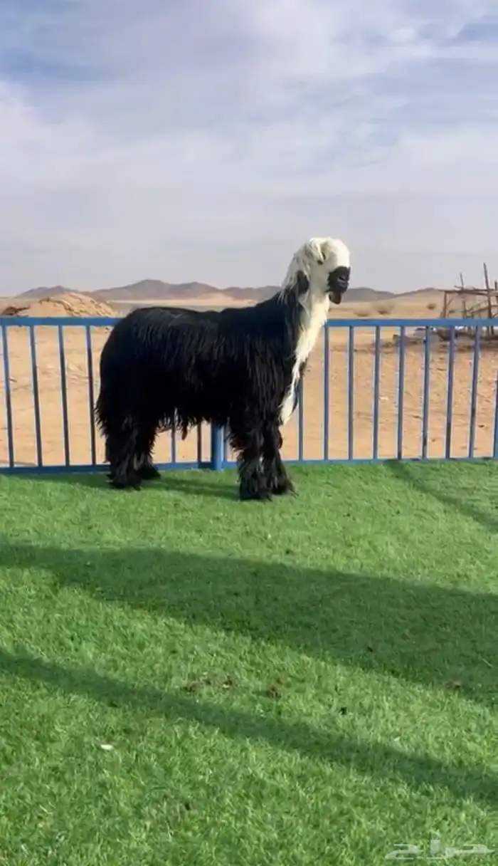 طليان نجد صنف 0