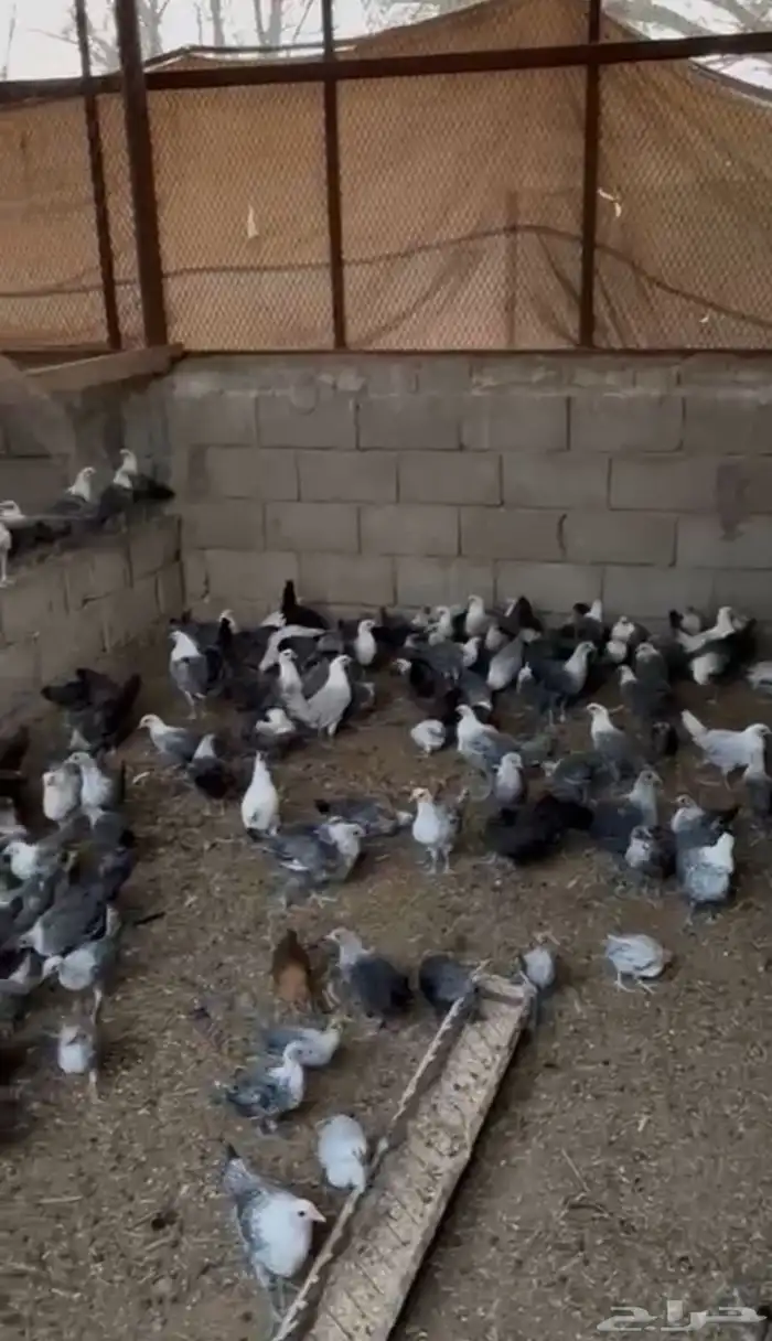 فروخ فيومي 0