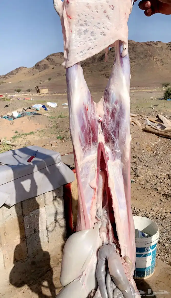 سواكن حمري فل شحم 9