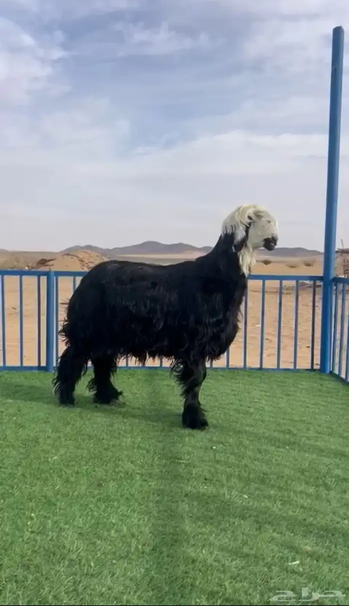 طليان نجد صنف 2