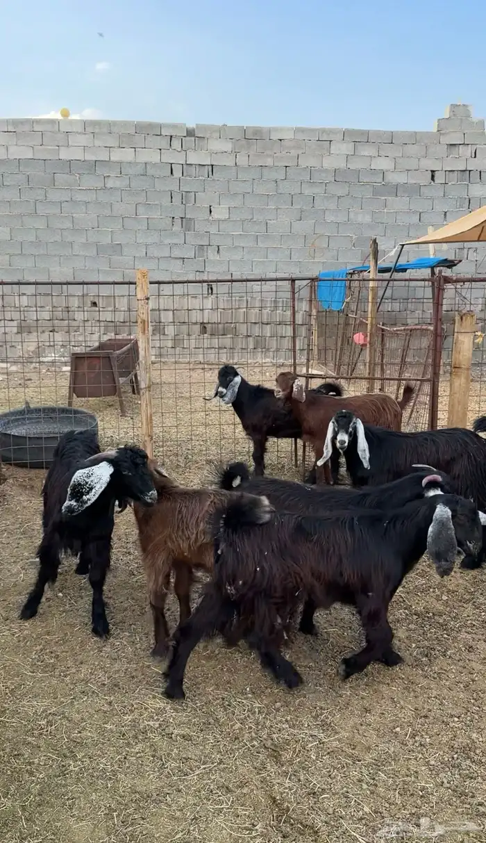 طليان وتيوس مخاصي و سواكن ذبائح للبيع كاش وتمارا مع الذبح و 15