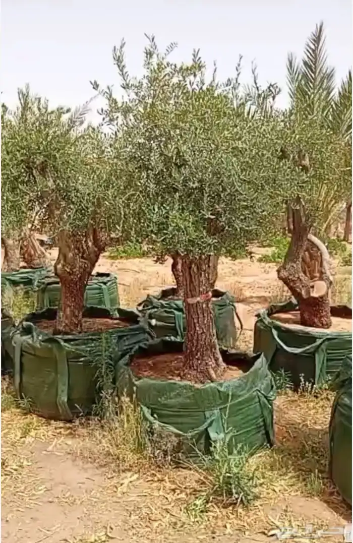اشجار زيتون 6