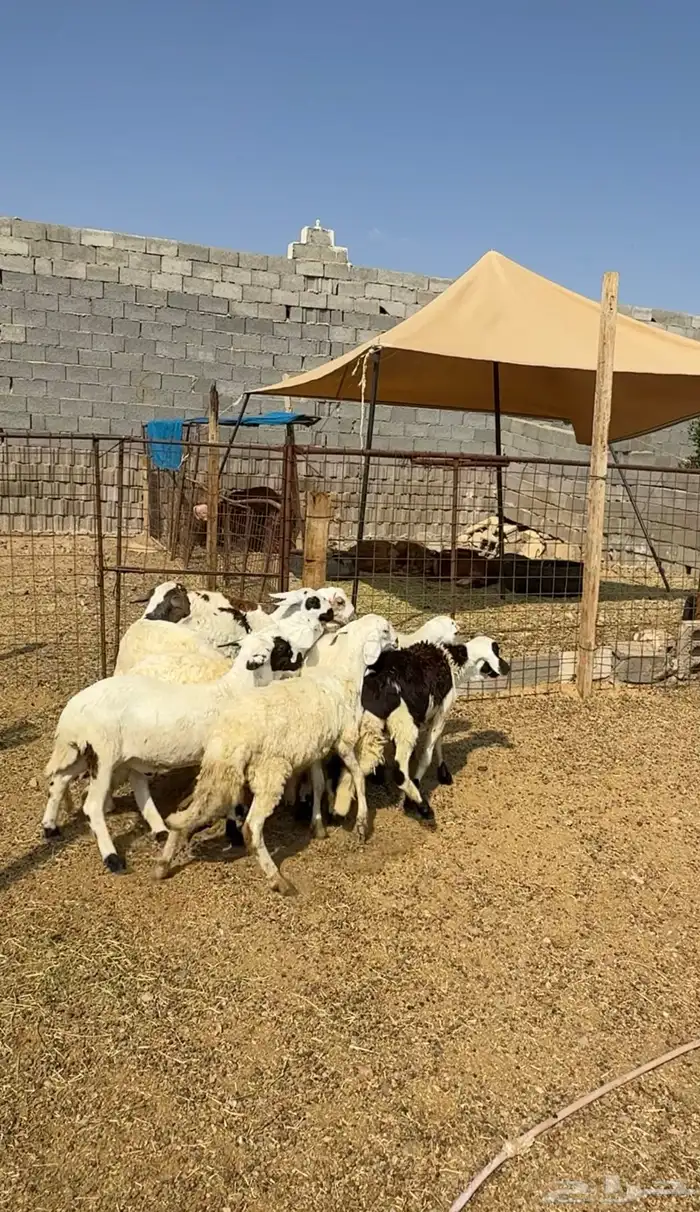 طليان وتيوس مخاصي و سواكن ذبائح للبيع كاش وتمارا مع الذبح و 22