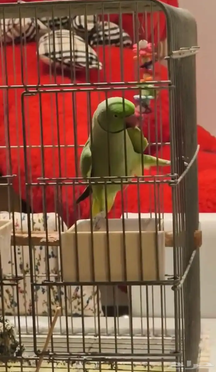 درة أليف متكلم 2