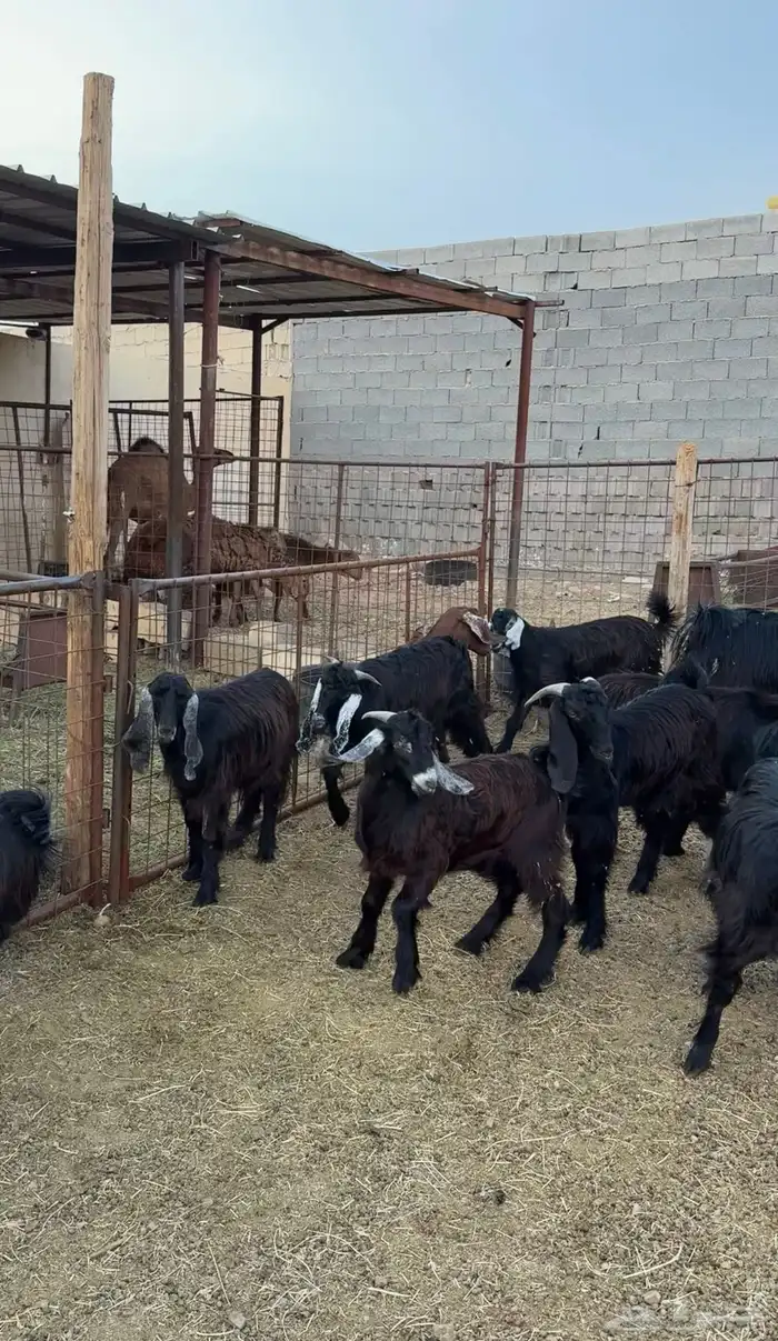 طليان وتيوس مخاصي و سواكن ذبائح للبيع كاش وتمارا مع الذبح و 14