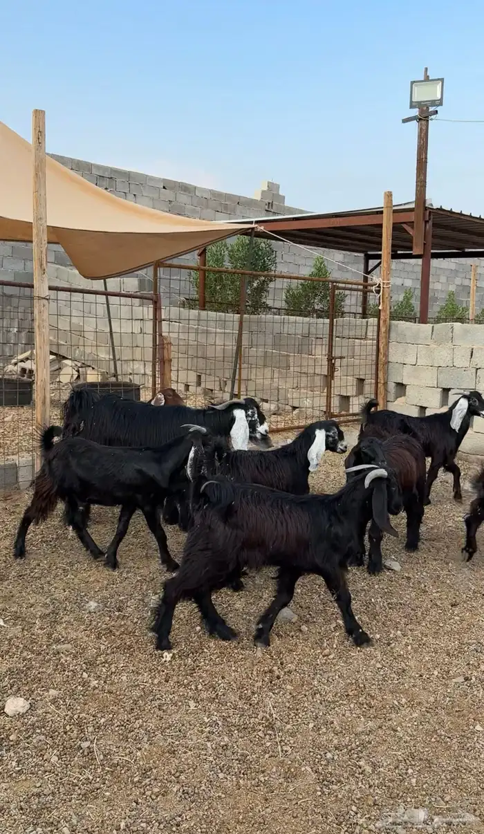 طليان وتيوس مخاصي و سواكن ذبائح للبيع كاش وتمارا مع الذبح و 9