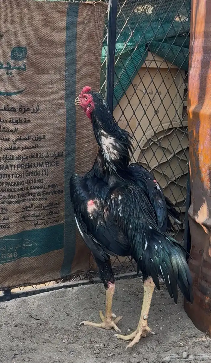 ديك شامو هزاز 3