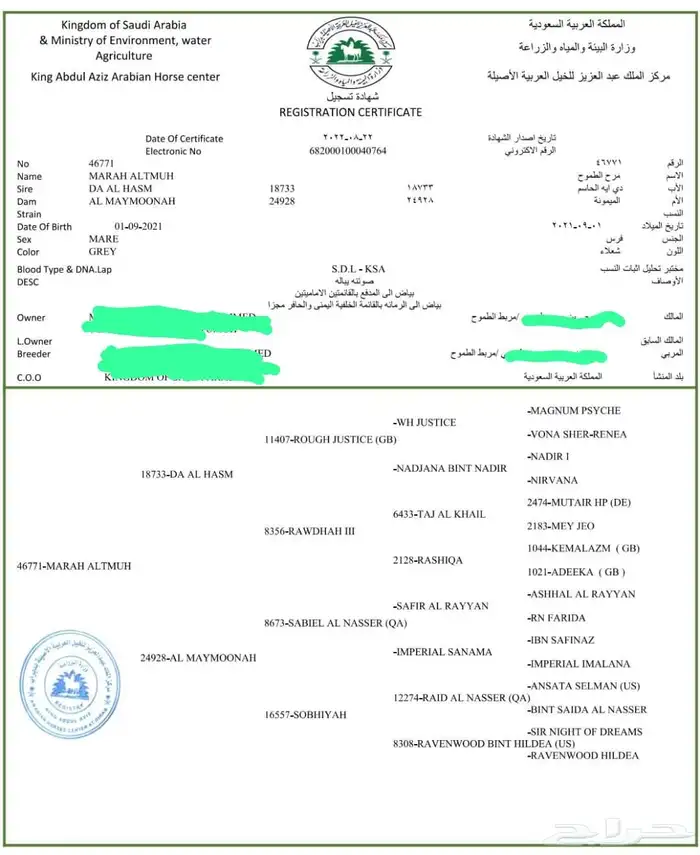 فرس واهو فاخره حفيدة جستس ولقاح 10 اشهر 5