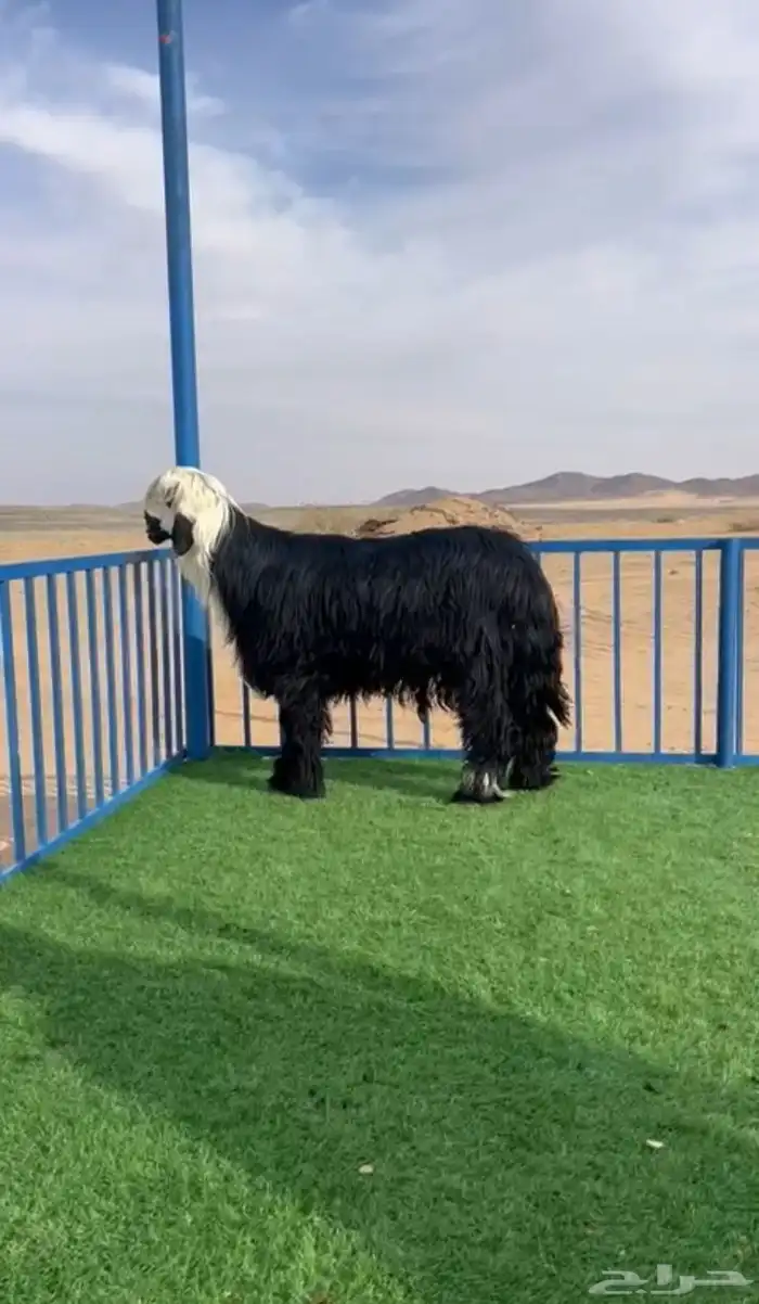 طليان نجد صنف 1