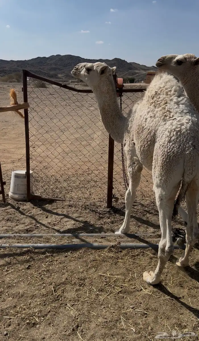 قعود ارباع 1