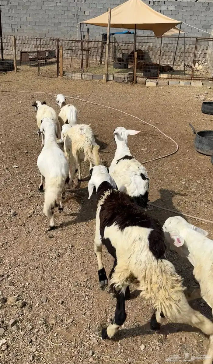 طليان وتيوس مخاصي و سواكن ذبائح للبيع كاش وتمارا مع الذبح و 17