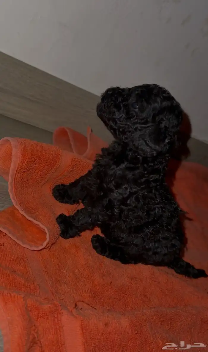 للبيع جراء بودل 2