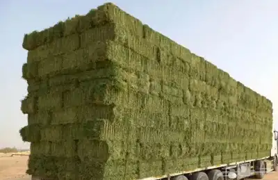 بيع اعلاف مع التوصيل برسيم رودس زريعا تبن مخلوط عجور ذره index