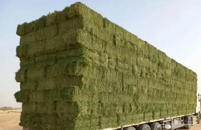 بيع اعلاف مع التوصيل برسيم رودس زريعا تبن مخلوط عجور ذره 6