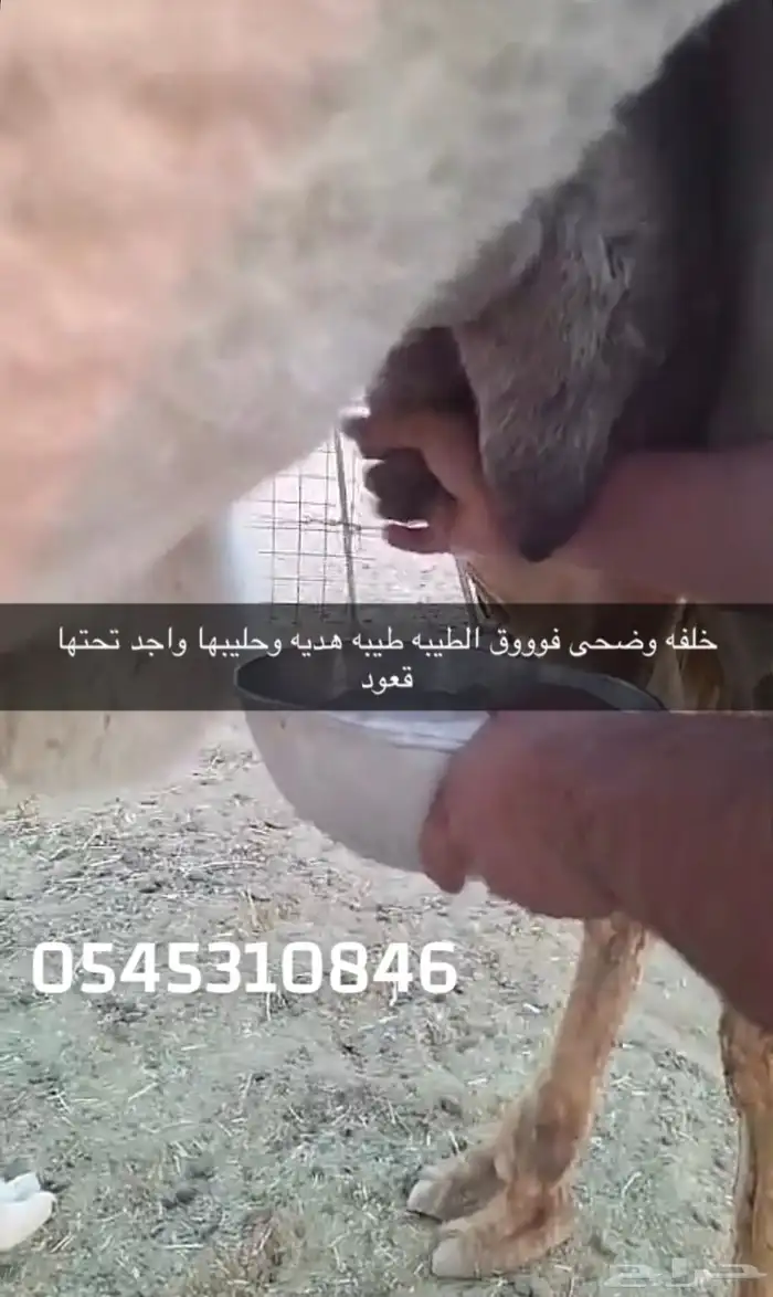 خلفه للبيع 1