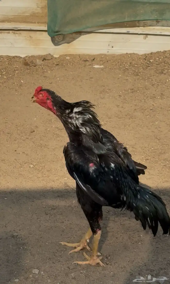 ديك شامو هزاز 2