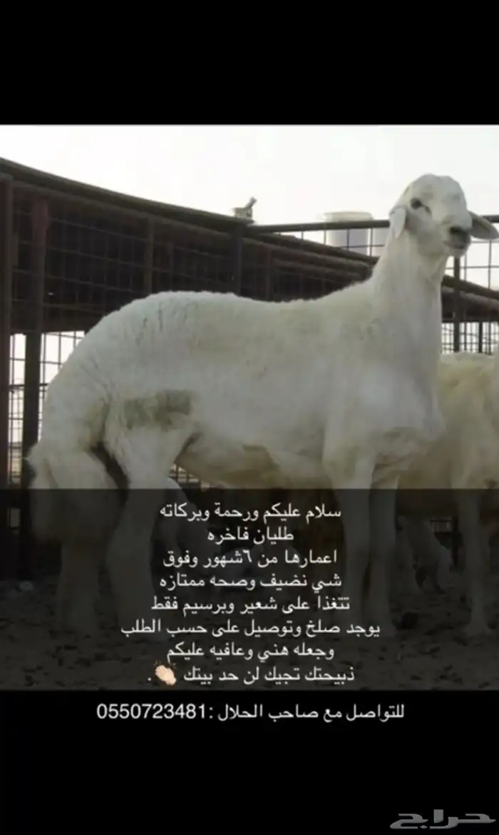 ذبايح بريه نضيفه شرط 0