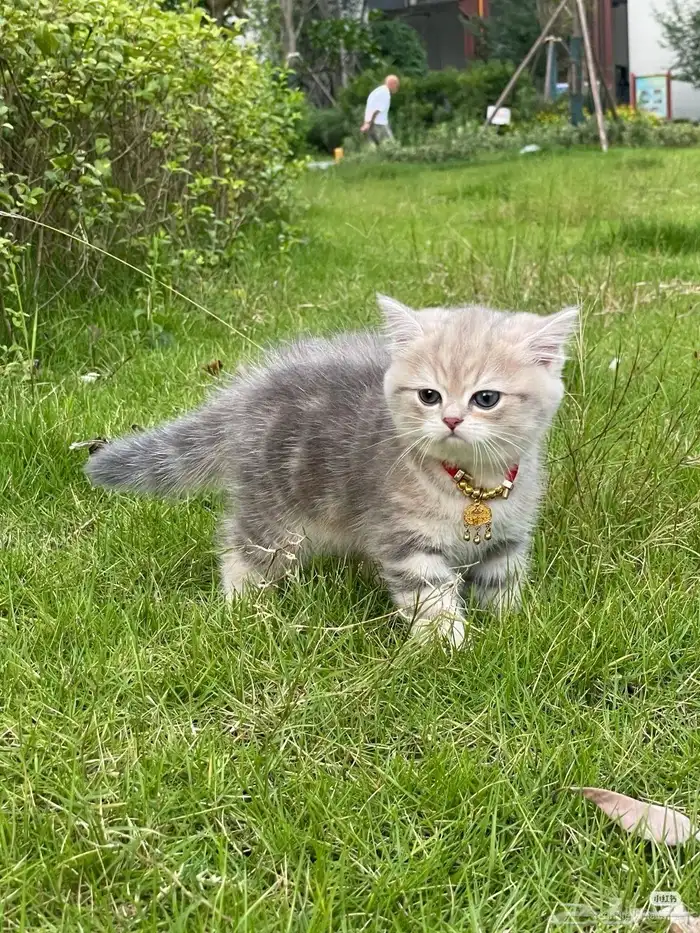 احتاج قطه كيتن سكوتش تبني بجده تشبهه الصور بليز من اول ادور 1